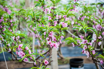 Peach trees blossom in Greenhouse