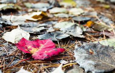 Fall colors and midwest outdoor scene for Autumn.