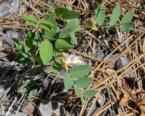 Aspen Pea (Lathyrus laetivirens) in the Clover Mountains of Lincoln COunty, Nevada, USA