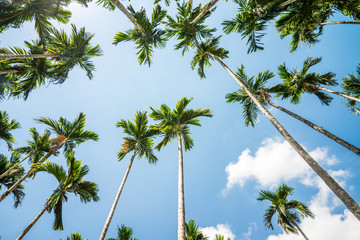 Obraz na płótnie Canvas Areca nut or Betel Nuts palm tree with blue sky and clouds background in Thailand. Agriculture plantation or tropical summer beach holiday vacation traveling, resort hotel business concept.