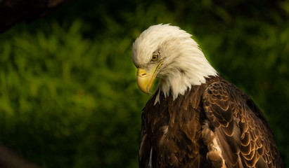 Beautiful bald eagle portrait. 