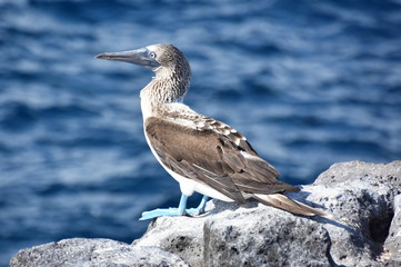 Blue-footed booby Sula nebouxii standing on a rock by the sea