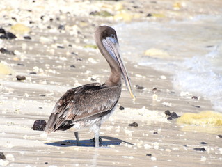 Brown pelican Pelecanus occidentalis standing on a sandy beach