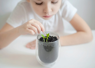Child cultivates the land around the plant. Kid loosens the ground in a pot with seedlings....