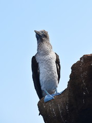 Blue-footed booby Sula nebouxii standing on a rock by the sea