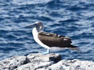 Fototapeta na wymiar Blue-footed booby Sula nebouxii standing on a rock by the sea