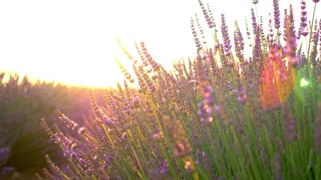 Closeup view of sunset over violet lavender field in Provence, France