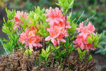 Colorful coral azalea flowers in garden. Blooming bushes of bright azalea at spring sunlight. Nature, spring flowers background