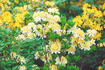 Colorful yellow azalea flowers in garden. Blooming bushes of bright azalea at spring sunlight. Nature, spring flowers background