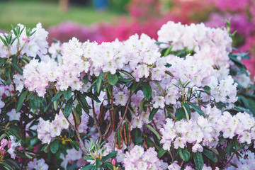 Colorful violet azalea flowers in garden. Blooming bushes of bright azalea at spring sunlight. Nature, spring flowers background