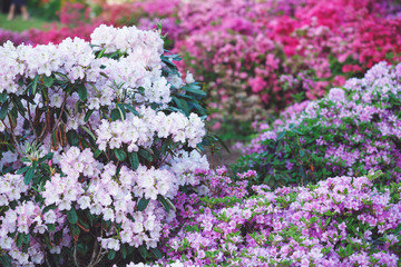 Obraz premium Colorful violet azalea flowers in garden. Blooming bushes of bright azalea at spring sunlight. Nature, spring flowers background
