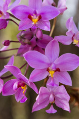 Fototapeta na wymiar beautiful pink orchid