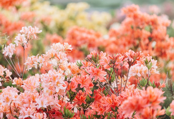 Colorful coral azalea flowers in garden. Blooming bushes of bright azalea at spring sunlight. Nature, spring flowers background