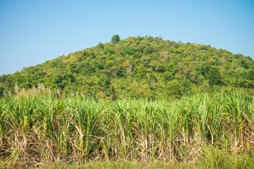 Fototapeta na wymiar Agriculture sugarcane field farm with mountain hill blue sky in sunny day background and copy space, Thailand. Sugar cane plant tree in countryside for food industry or renewable bioenergy power.