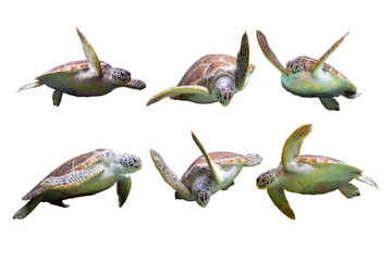 Set of Sea Turtle in many action on white isolated background