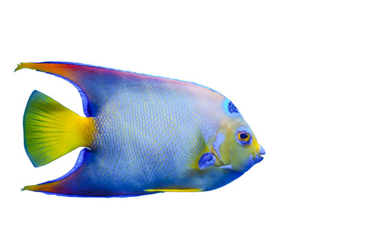 Marine fish on white isolated background. Queen Angelfish (Holacanthus ciliaris)