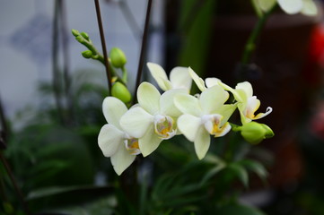 Obraz na płótnie Canvas The orchid in full bloom