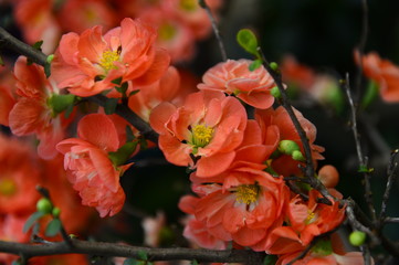 The orchid in full bloom