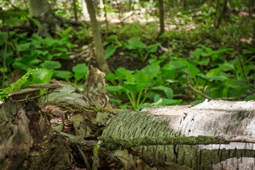 Toronto James Gardens Park