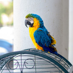 Portrait colorful Ara parrot on cage.Macaw outside your cage.