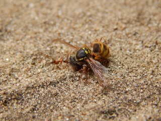 ant and wasp