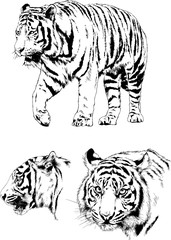 set of vector drawings on the theme of predators tigers are drawn by hand with ink tattoo logos