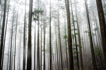 霧深い森