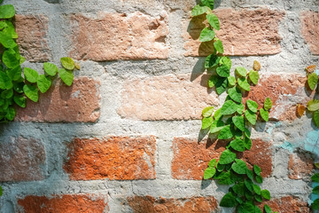 Copy space of brown old stone wall with nature green leaves abstract background.