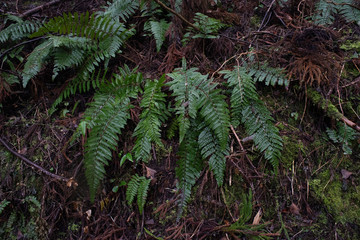 シダ　fern
