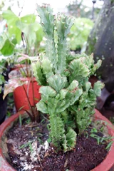 Fotobehang Toilet green cactus plant  © andi