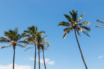 palm tree on background of blue sky clouds resort beach tropical summer