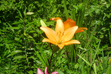 yellow lilies in the garden