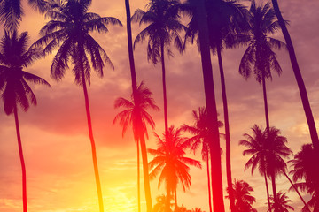 Naklejka na ściany i meble Copy space of tropical palm tree with sun light on sky background.