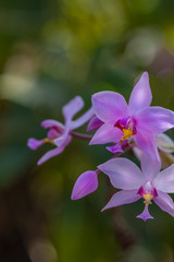 pink orchid flowers in wild filed with green leaves