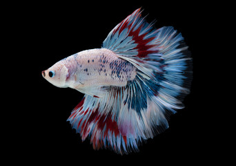 Fototapeta premium beautiful betta splendens isolated on black background (Fancy Halfmoon)