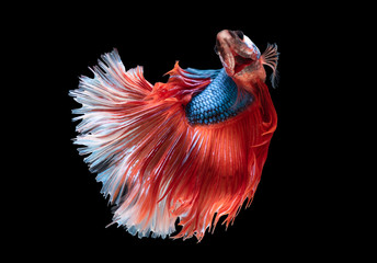 beautiful betta splendens isolated on black background (Fancy Halfmoon)