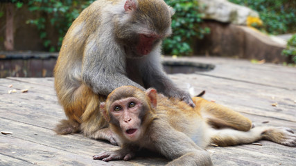 Monkey family, mother taking care of a baby. Monkey macaque in the rain forest. Monkeys in the natural environment. China, Hainan