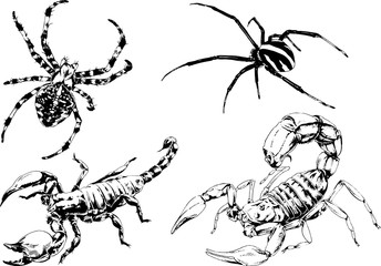 vector drawings sketches different insects bugs Scorpions spiders drawn in ink by hand , objects with no background