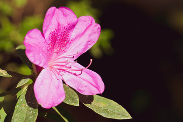 pink flower