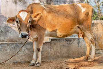 Jersey cow standing in stall tied with roop
