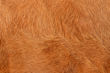 Cow fur or hair, brown and golden