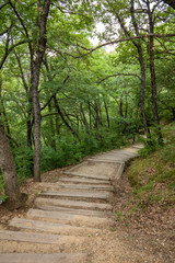 Obraz premium forest path