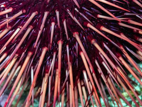 Red Sea Urchin (Strongylocentrotus franciscanus)