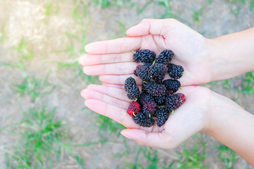 Fresh Mulberry fruits on hand,  Mulberry with very useful for the treatment and protect of various diseases.  Organic fresh, ripe fruit.