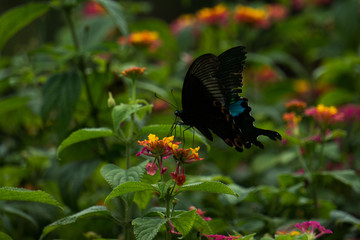 Butterfly on the flower