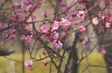 早春の梅園
