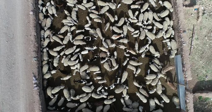 Top Aerial Of Sheep And Goats Inside An Exterior Shed. Detail Of Herd Walking Around The Shed. Old Farm At Salta, Argentina