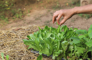 Fototapeta na wymiar Closeup of cos vegetable sprout selecting by Asian woman's hands in backyard garden, preparing for growing to be healthy family food. Global friendly family lifestyle.