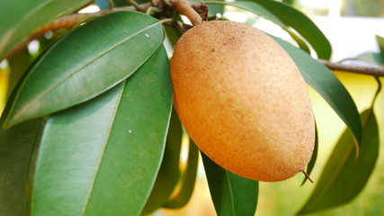 Chikku Sapota Sapodila