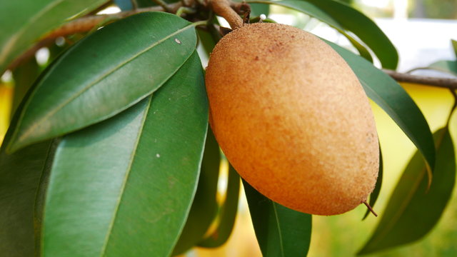 Chikku Sapota Sapodila